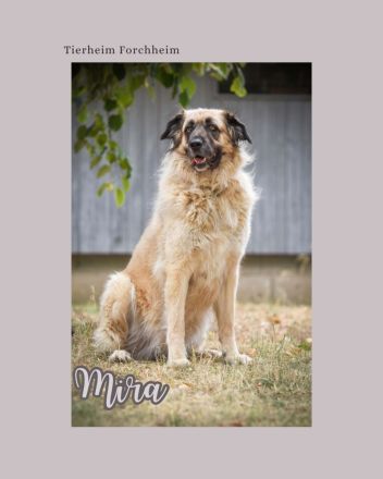 Seelenhund Mira wartet im Tierheim Forchheim auf ihr Für-Immer-Zuhause