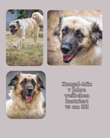 Seelenhund Mira wartet im Tierheim Forchheim auf ihr Für-Immer-Zuhause