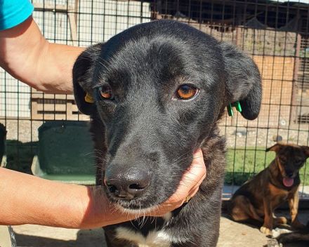 Luciana, liebenswerte, treue Seele sucht ein ruhiges, liebevolles Zuhause, 2 Jahre, 54 cm