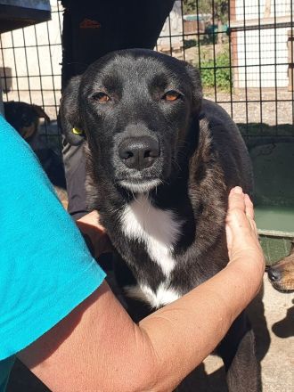 Luciana, liebenswerte, treue Seele sucht ein ruhiges, liebevolles Zuhause, 2 Jahre, 54 cm