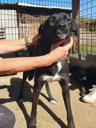 Luciana, liebenswerte, treue Seele sucht ein ruhiges, liebevolles Zuhause, 2 Jahre, 54 cm