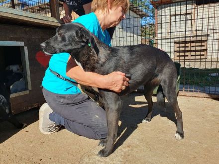 Luciana, liebenswerte, treue Seele sucht ein ruhiges, liebevolles Zuhause, 2 Jahre, 54 cm