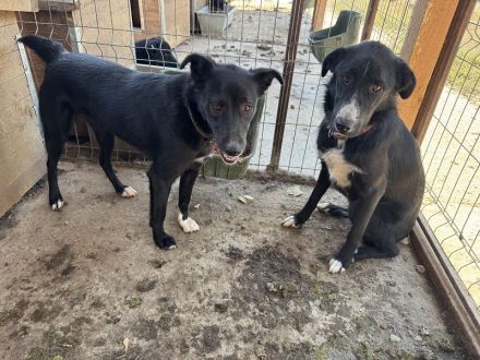 Tessa, sensible, liebe Hündin auf der Suche nach Menschen für Immer, 2 Jahre, 58 cm