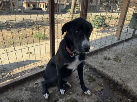 Tessa, sensible, liebe Hündin auf der Suche nach Menschen für Immer, 2 Jahre, 58 cm