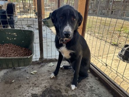 Tessa, sensible, liebe Hündin auf der Suche nach Menschen für Immer, 2 Jahre, 58 cm