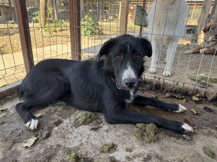 Tessa, sensible, liebe Hündin auf der Suche nach Menschen für Immer, 2 Jahre, 58 cm