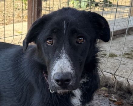 Tessa, sensible, liebe Hündin auf der Suche nach Menschen für Immer, 2 Jahre, 58 cm