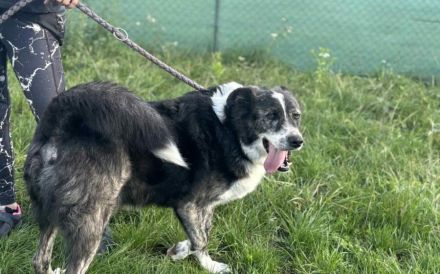 Schenkst du Sascha ein Körbchen?