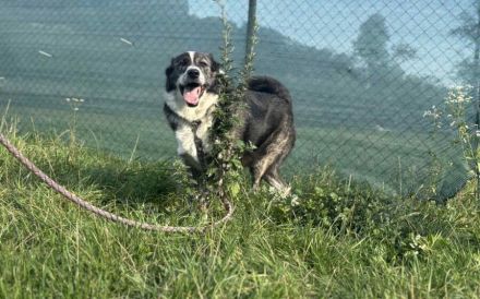 Schenkst du Sascha ein Körbchen?