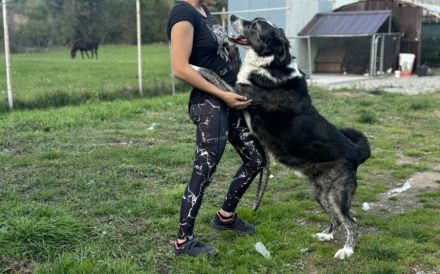 Schenkst du Sascha ein Körbchen?