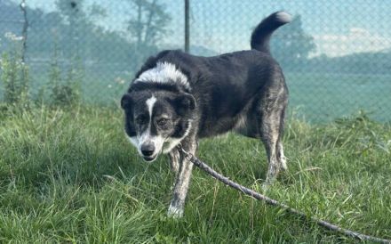 Schenkst du Sascha ein Körbchen?