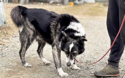 Schenkst du Sascha ein Körbchen?