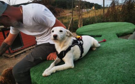 Wer hat ein freies Körbchen für Joacky?