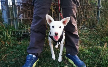 Wer hat ein freies Körbchen für Joacky?