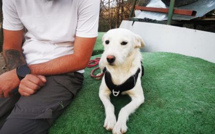 Wer hat ein freies Körbchen für Joacky?