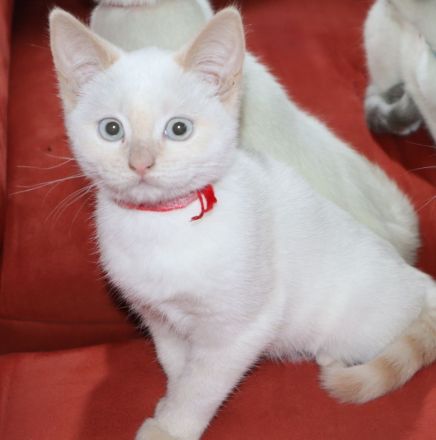 Kätzchen, Katzenbaby