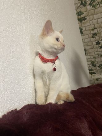 Kätzchen, Katzenbaby