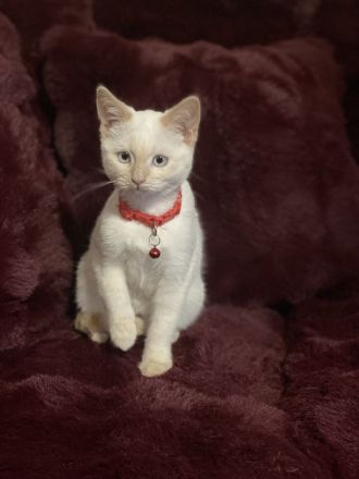 Kätzchen, Katzenbaby