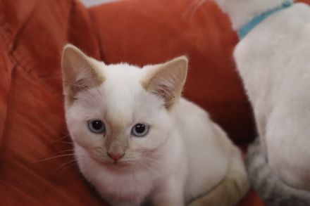 Kätzchen, Katzenbaby