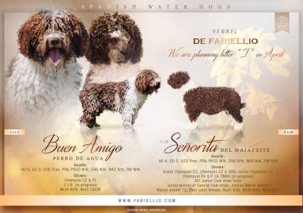 Spanischer Wasserhund - Perro de Agua Español