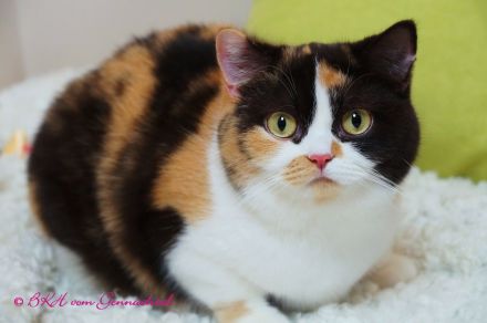 Britischkurzhaarkatze mit Stammbaum kastriert