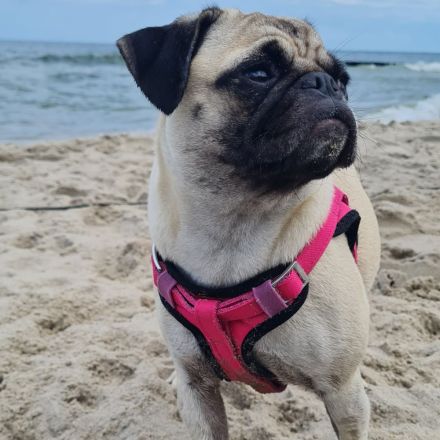Pugapoo Mops x Zwergpudel Mischlingswelpen Wurfankündigung bezaubernde Mops-Pudel-Welpen erwartet!