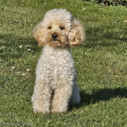 Pugapoo Mops x Zwergpudel Mischlingswelpen Wurfankündigung bezaubernde Mops-Pudel-Welpen erwartet!