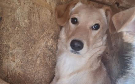 Köbes: Ein empfindsames Herz sucht sanfte Hände.