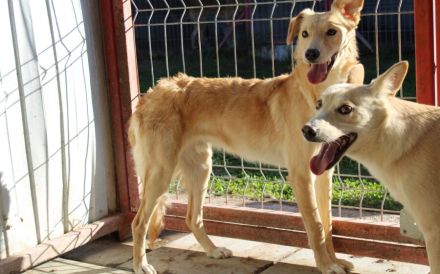 Köbes: Ein empfindsames Herz sucht sanfte Hände.