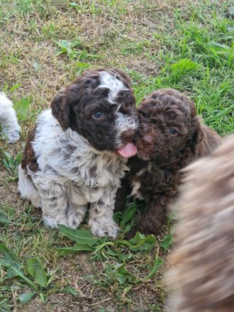 Lagotto Romagnolo x Expò o Compagnia