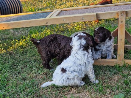 Lagotto Romagnolo x Expò o Compagnia