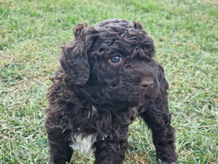 Lagotto Romagnolo x Expò o Compagnia