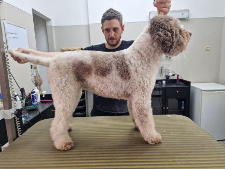 Lagotto Romagnolo x Expò o Compagnia