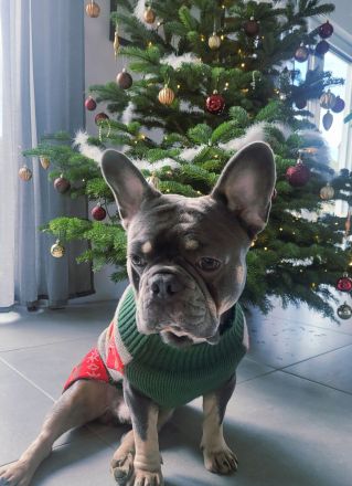 Französische Bulldogge Deckrüde
