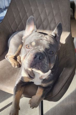 Französische Bulldogge Deckrüde