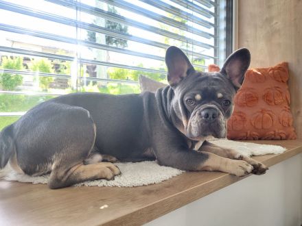 Französische Bulldogge Deckrüde