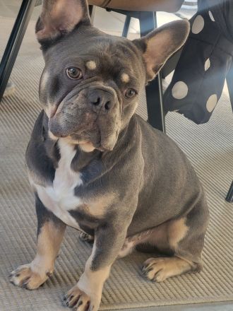 Französische Bulldogge Deckrüde