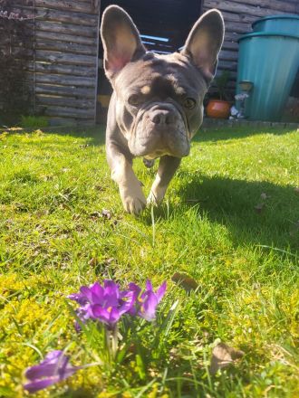 Französische Bulldogge Deckrüde