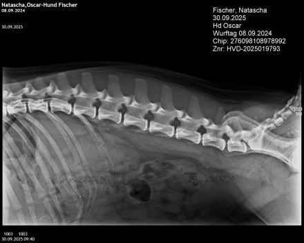 Französische Bulldogge Deckrüde