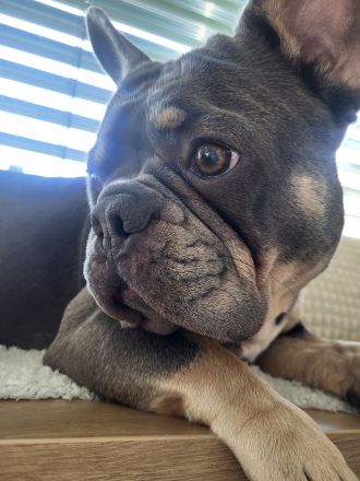 Französische Bulldogge Deckrüde