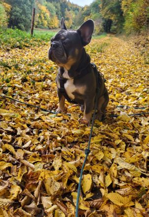 Französische Bulldogge Deckrüde