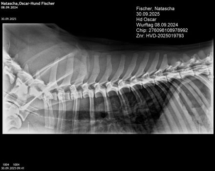 Französische Bulldogge Deckrüde