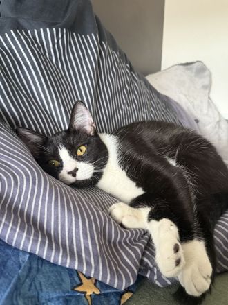 Zuckersüße Jungkatze