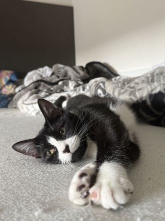 Zuckersüße Jungkatze