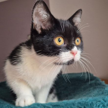 MÖHRCHEN sucht ein Zuhause