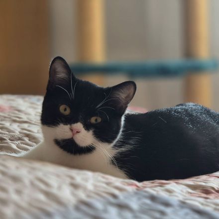 MÖHRCHEN sucht ein Zuhause