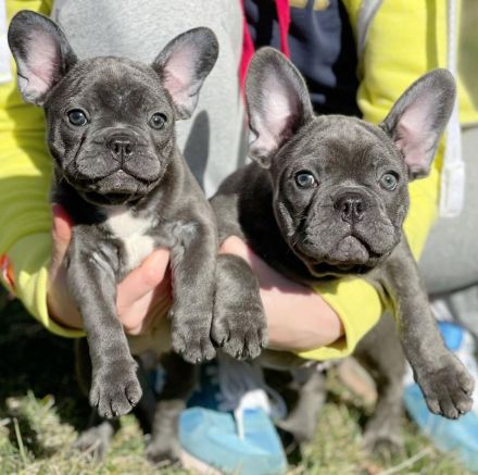 Süsse Französische Bulldogge Welpe blue