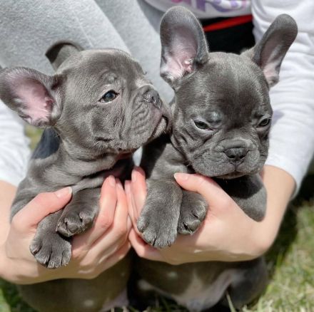 Süsse Französische Bulldogge Welpe blue