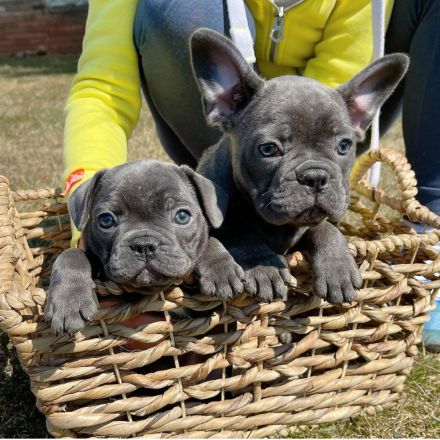 Süsse Französische Bulldogge Welpe blue