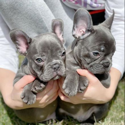 Süsse Französische Bulldogge Welpe blue